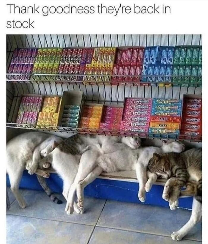 61 Hilarious Cat Posts From The ‘Cat’ Facebook Page That Feline Fans May Find Painfully Relatable