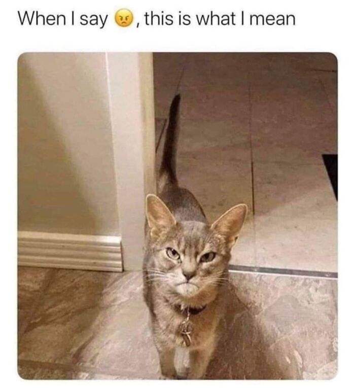 61 Hilarious Cat Posts From The ‘Cat’ Facebook Page That Feline Fans May Find Painfully Relatable