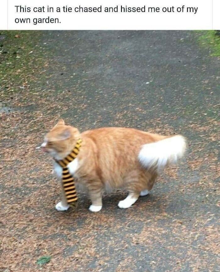 61 Hilarious Cat Posts From The ‘Cat’ Facebook Page That Feline Fans May Find Painfully Relatable
