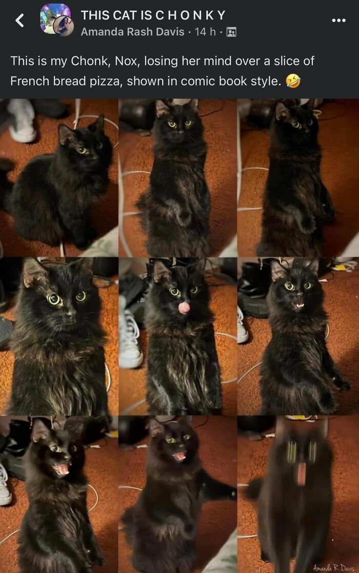 61 Hilarious Cat Posts From The ‘Cat’ Facebook Page That Feline Fans May Find Painfully Relatable