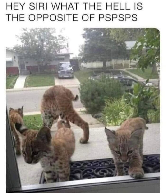 61 Hilarious Cat Posts From The ‘Cat’ Facebook Page That Feline Fans May Find Painfully Relatable