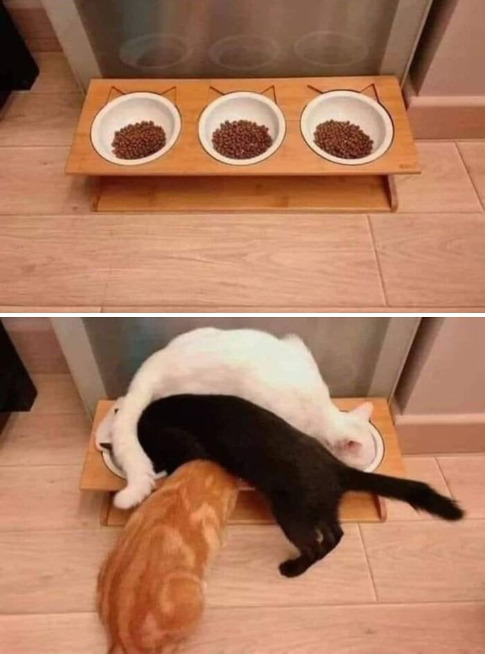 61 Hilarious Cat Posts From The ‘Cat’ Facebook Page That Feline Fans May Find Painfully Relatable