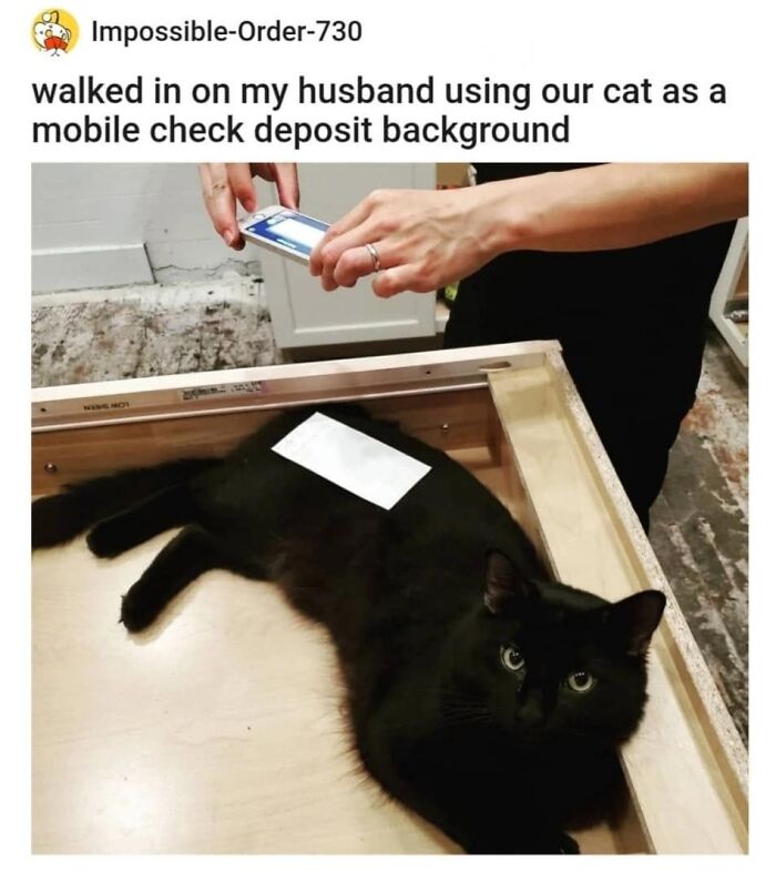 61 Hilarious Cat Posts From The ‘Cat’ Facebook Page That Feline Fans May Find Painfully Relatable