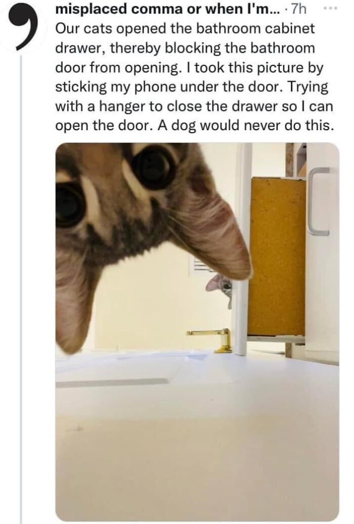 61 Hilarious Cat Posts From The ‘Cat’ Facebook Page That Feline Fans May Find Painfully Relatable