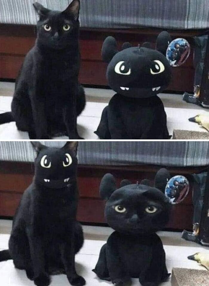 61 Hilarious Cat Posts From The ‘Cat’ Facebook Page That Feline Fans May Find Painfully Relatable