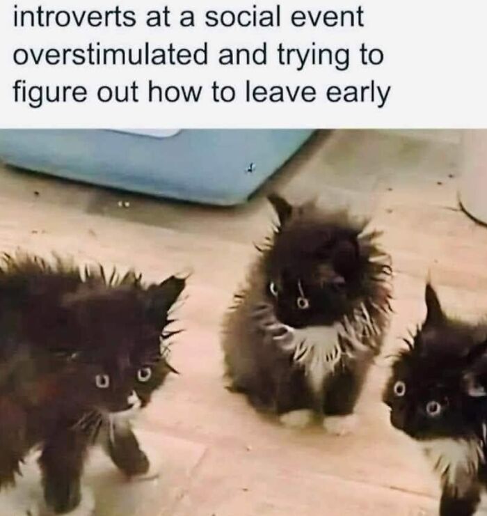 61 Hilarious Cat Posts From The ‘Cat’ Facebook Page That Feline Fans May Find Painfully Relatable
