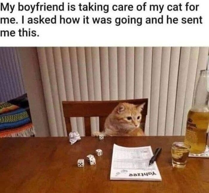 61 Hilarious Cat Posts From The ‘Cat’ Facebook Page That Feline Fans May Find Painfully Relatable