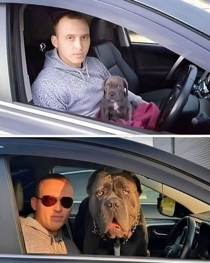 Interesting before and after comparison of a puppy growing into a large dog inside a car