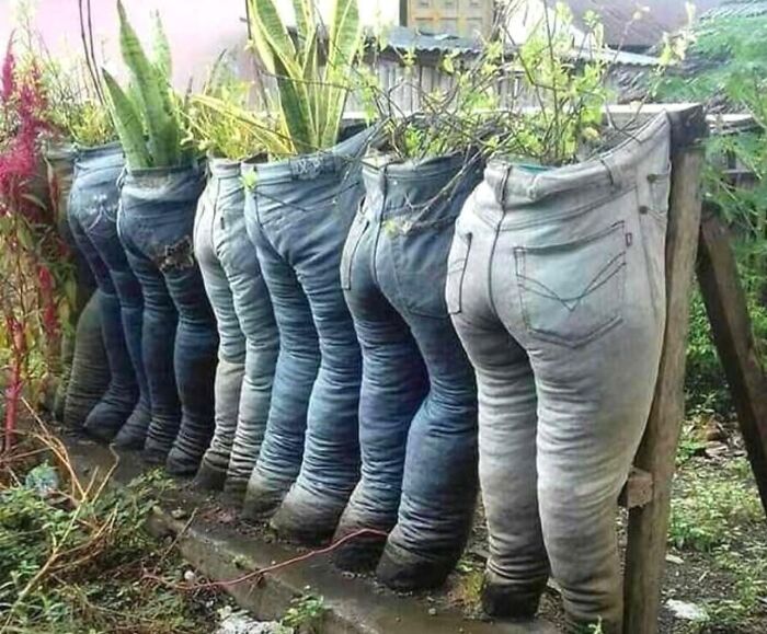 Quirky outdoor DIY projects featuring old blue jeans repurposed as planters for green garden plants
