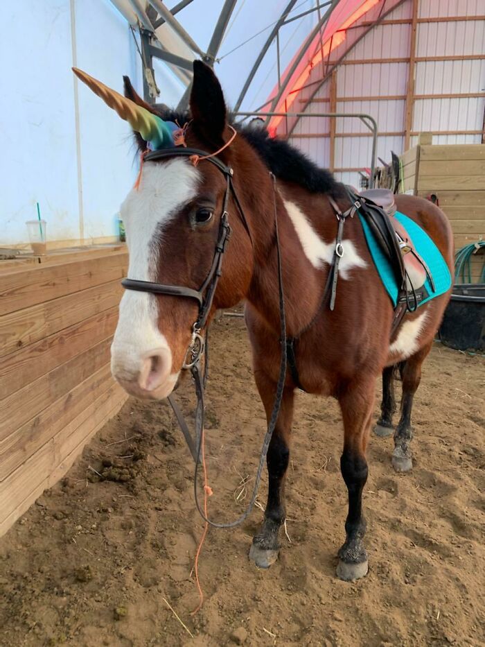 A brown horse wearing a colorful 3D prints unicorn horn on its head.