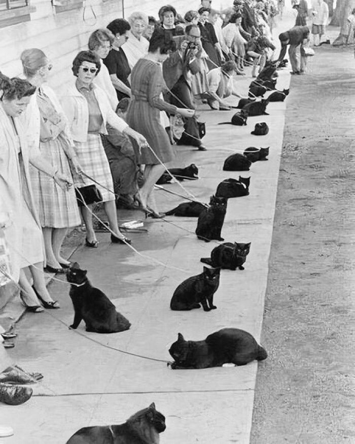 Auditions For The Part Of A Black Cat, Hollywood, 1961