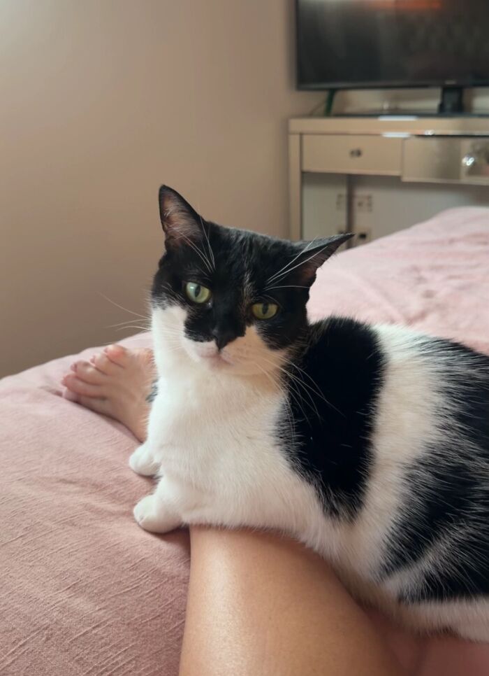 A black and white cat resting on a person's leg on a bed, illustrating life stories with pets.