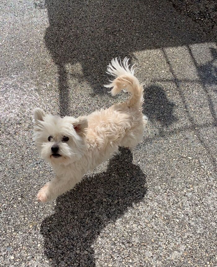 A small, fluffy white dog running happily outside, capturing the TikTok trend sharing life stories with pets.