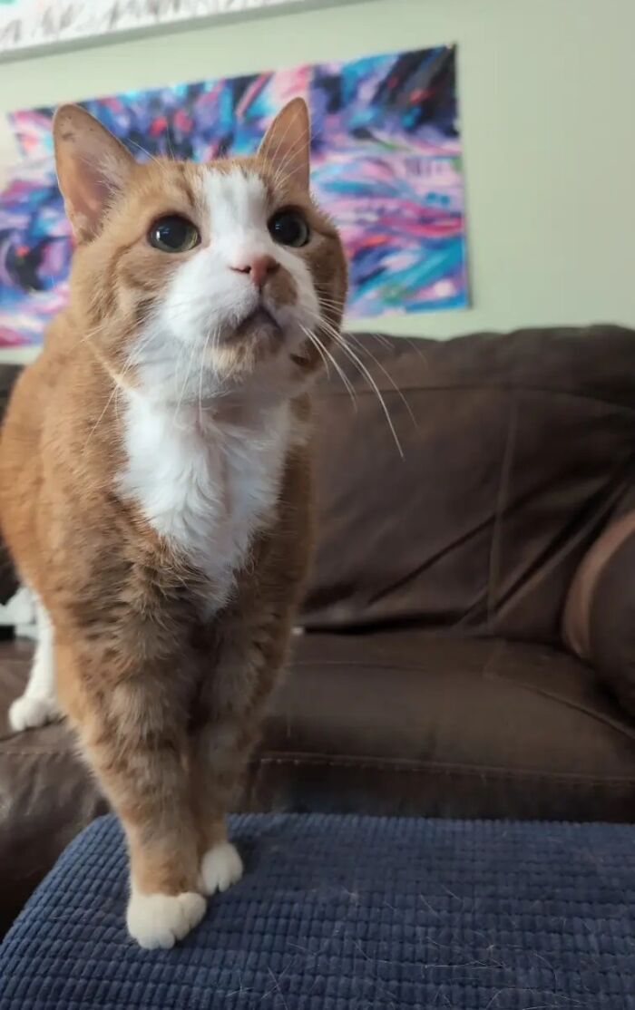 An orange and white cat looking up curiously, part of a collection on TikTok trend life stories with pets.