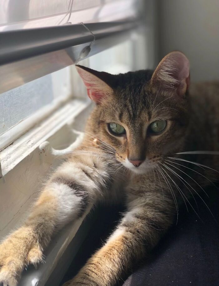 A green-eyed tabby cat resting on a window sill, a comforting presence in daily life stories.