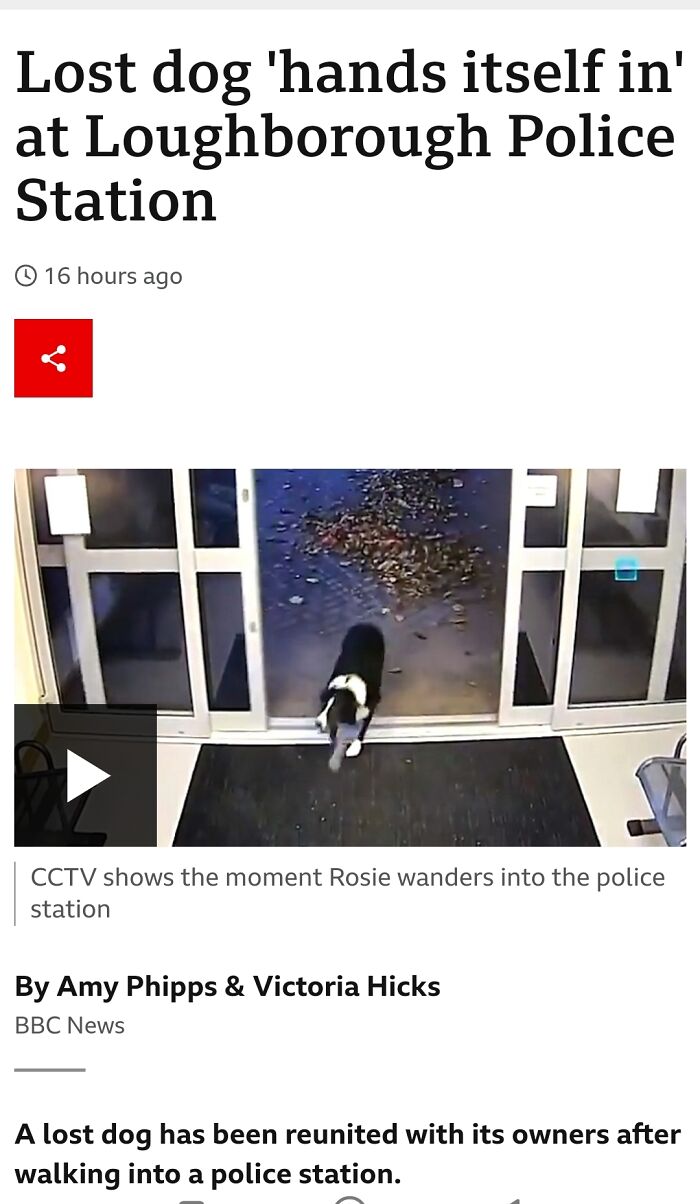 A news screenshot about a lost dog walking into a police station, representing relatable British memes