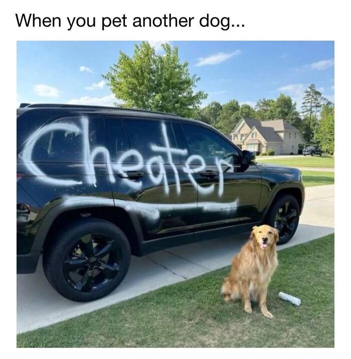 Cute dog memes of a golden retriever next to a black car spray-painted with Cheater.
