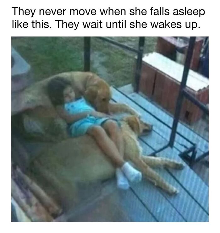 A young girl sleeping peacefully on top of two golden retriever dogs, cute dog memes