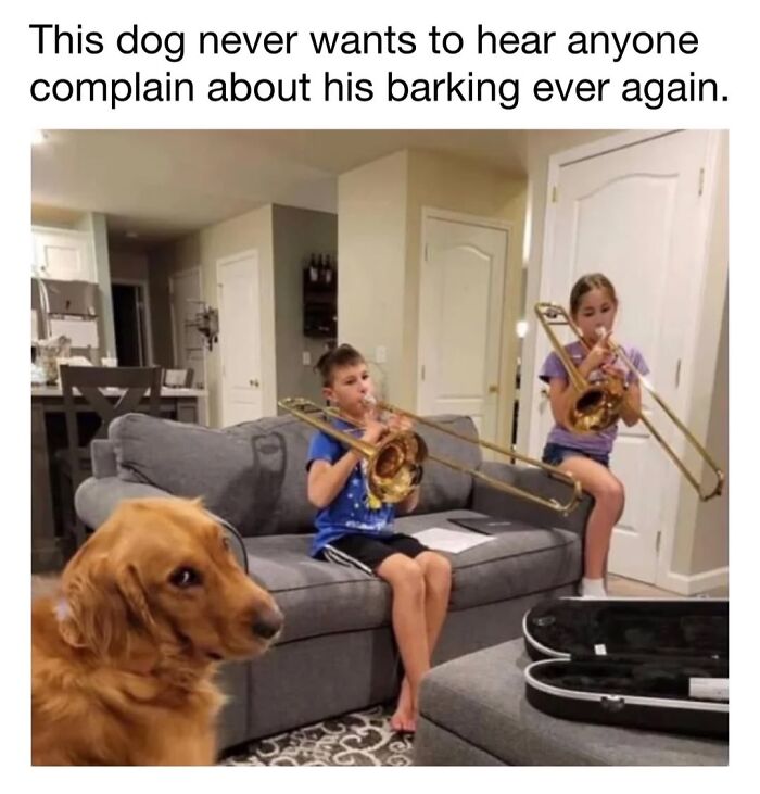 Funny dog meme of a golden retriever giving side-eye while kids play loud trombones.