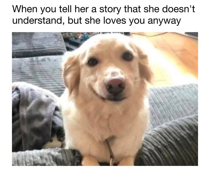 Cute dog meme of a golden retriever smiling warmly at the camera.