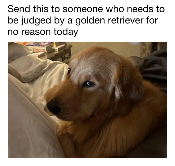 A golden retriever giving a funny judgmental side-eye on a bed, illustrating relatable cute dog memes.