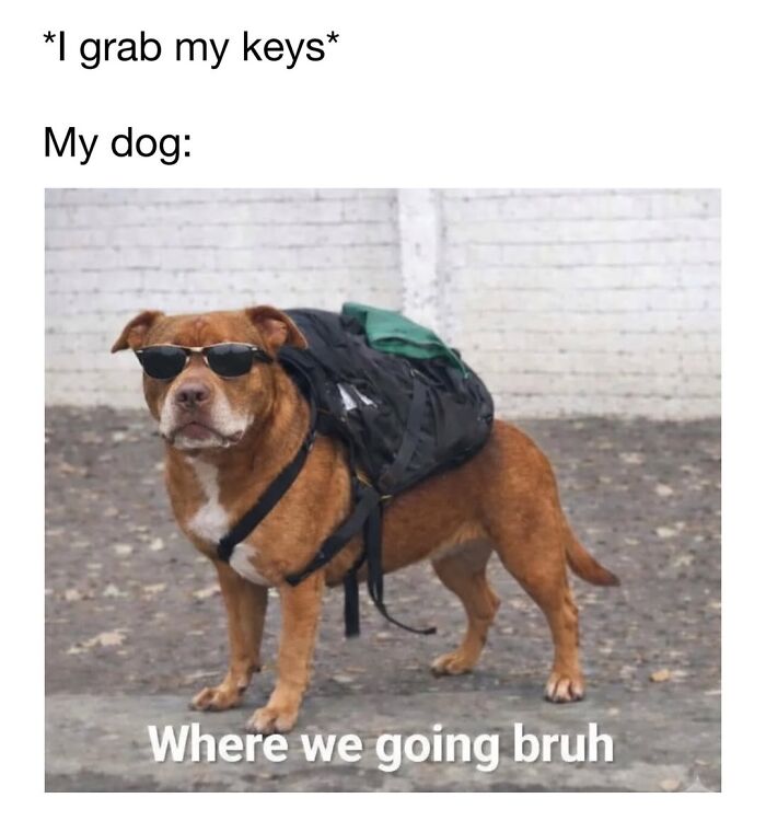 A cool brown dog wearing sunglasses and a backpack, featured in cute dog memes about travel.