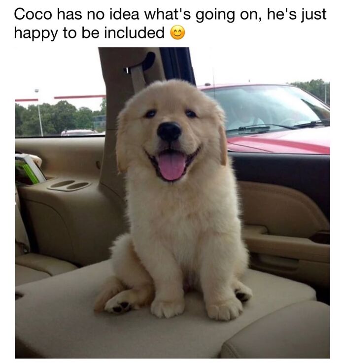 Happy golden retriever puppy smiling in the back of a car, a classic cute dog memes moment.
