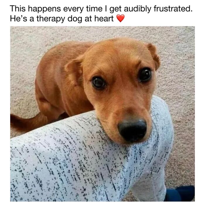 A sweet brown dog resting its head on a leg, capturing one of many cute dog memes about empathy.