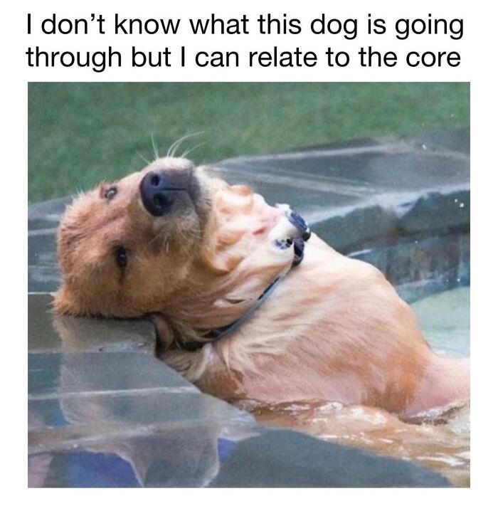 A golden retriever relaxing in water, leaning its head on the edge in relatable cute dog memes style