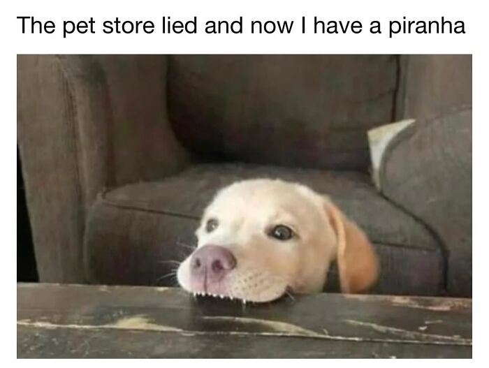 A small puppy biting the edge of a wooden table, resembling a piranha in a cute dog memes post