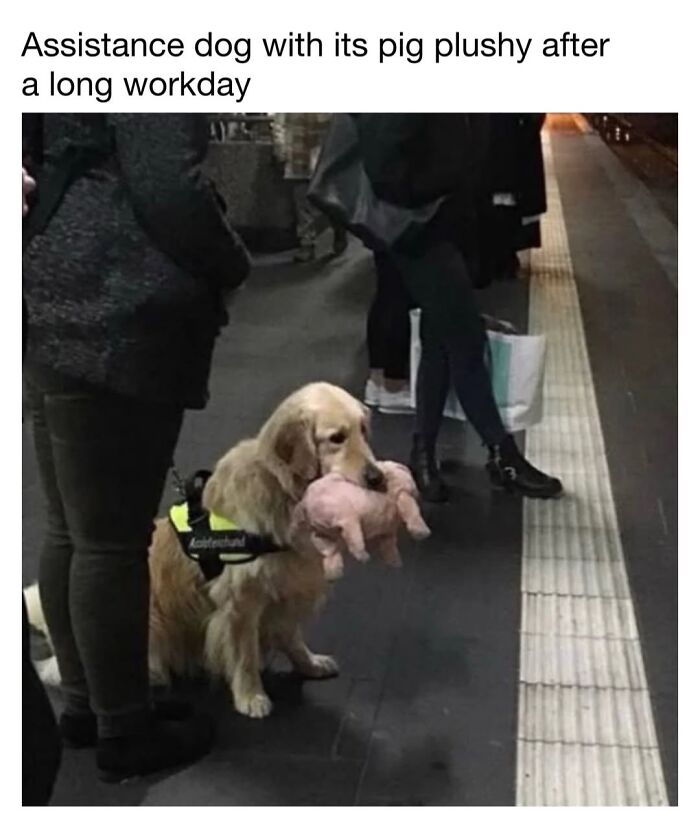 Cute dog memes of an assistance golden retriever carrying a pig plushy on a train platform