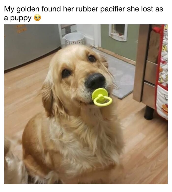 Hilariously cute dog memes with a golden retriever holding its childhood pacifier in its mouth