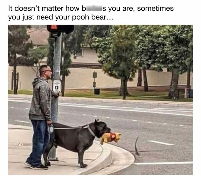 Dog memes of a large black dog holding a Pooh Bear plush toy in its mouth at a street crossing