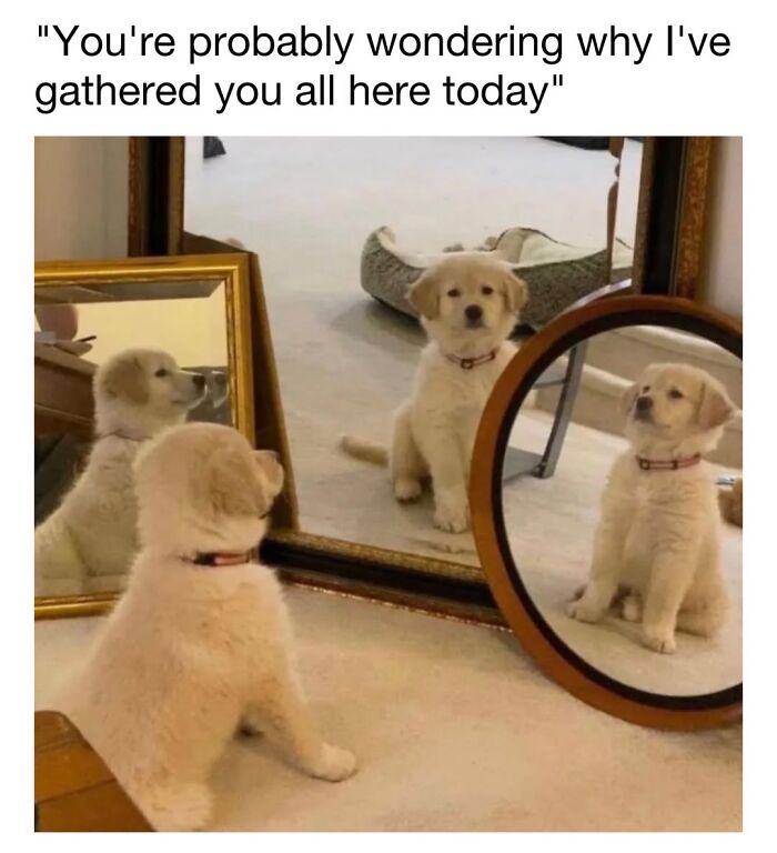 Cute dog memes showing a puppy looking at its multiple reflections in mirrors