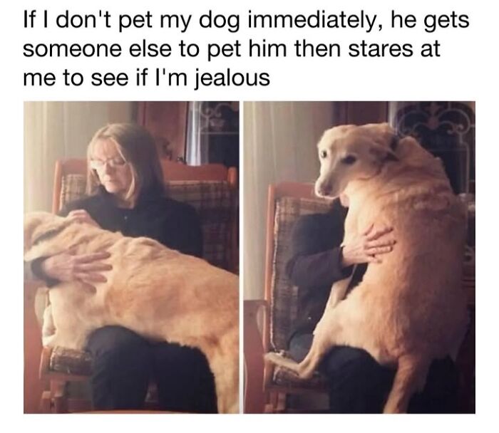 Funny dog memes featuring a dog looking back jealously while being petted by another person