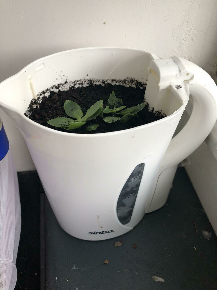 A small green plant growing in soil inside a repurposed white electric kettle, a funny way to improve their homes.