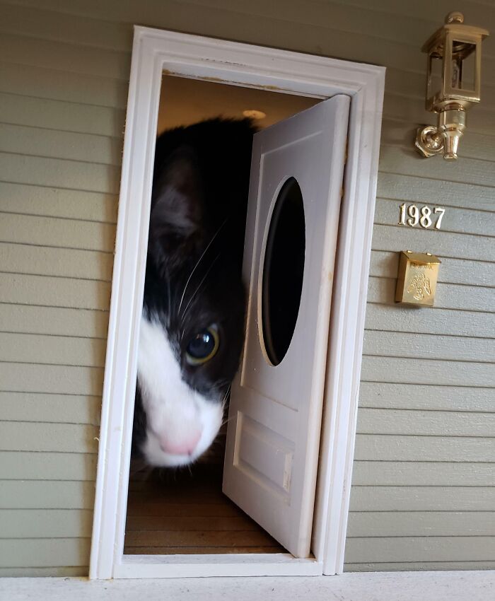 A black and white cat peeking out of a miniature dollhouse door, highlighting whimsical thrift store finds