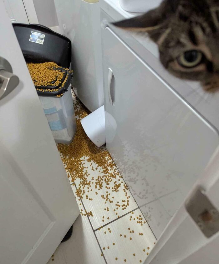 Cat peeking from a dryer next to spilled pet food on the floor, showcasing chaotic roommate stories.