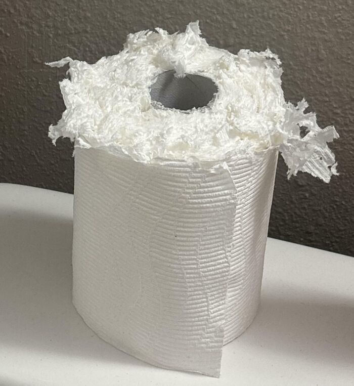 A shredded toilet paper roll sits on a surface, hinting at annoying roommate stories.