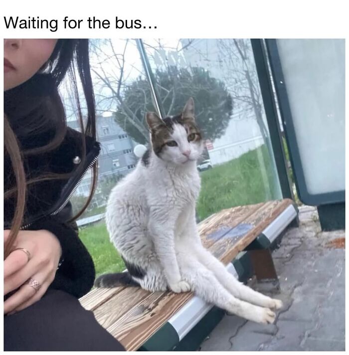 30 Hilarious Cat Memes From ‘Sovjet Cats’ That Perfectly Capture Feline Logic