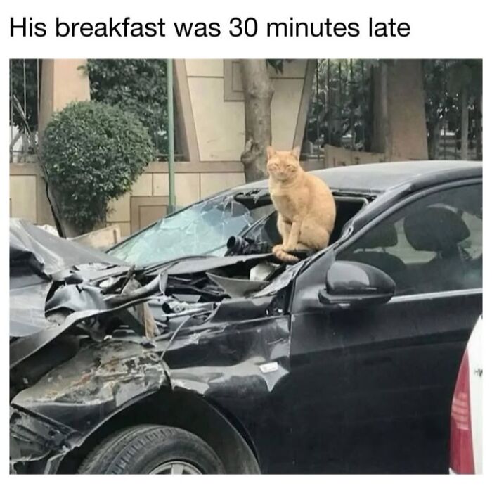 30 Hilarious Cat Memes From ‘Sovjet Cats’ That Perfectly Capture Feline Logic