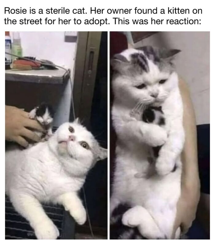 30 Hilarious Cat Memes From ‘Sovjet Cats’ That Perfectly Capture Feline Logic