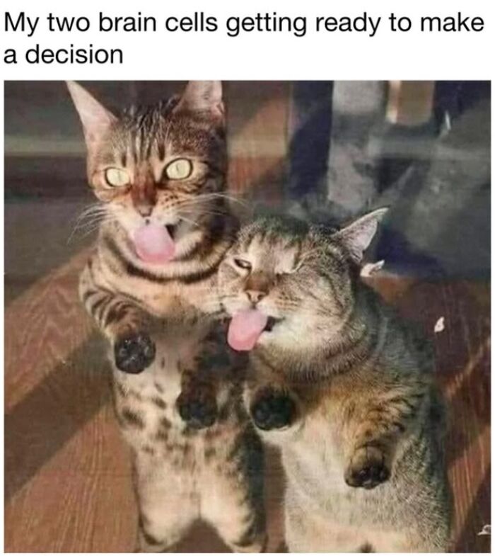 30 Hilarious Cat Memes From ‘Sovjet Cats’ That Perfectly Capture Feline Logic