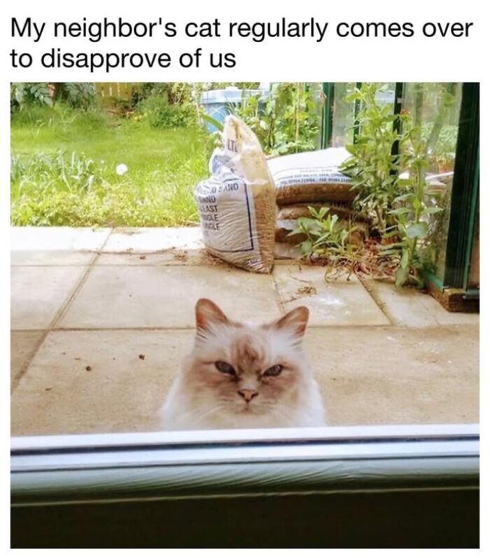 30 Hilarious Cat Memes From ‘Sovjet Cats’ That Perfectly Capture Feline Logic