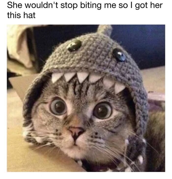 30 Hilarious Cat Memes From ‘Sovjet Cats’ That Perfectly Capture Feline Logic