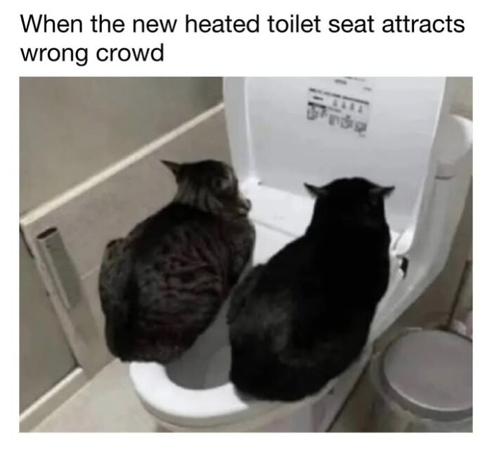 30 Hilarious Cat Memes From ‘Sovjet Cats’ That Perfectly Capture Feline Logic