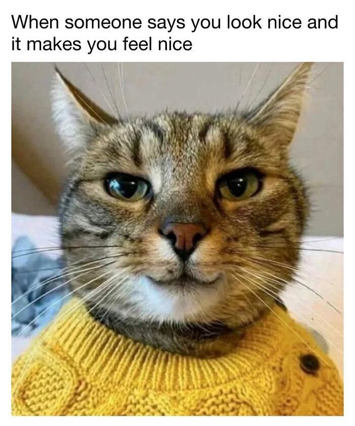 30 Hilarious Cat Memes From ‘Sovjet Cats’ That Perfectly Capture Feline Logic