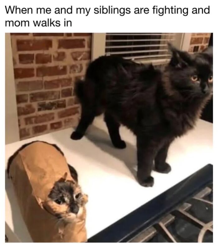 30 Hilarious Cat Memes From ‘Sovjet Cats’ That Perfectly Capture Feline Logic