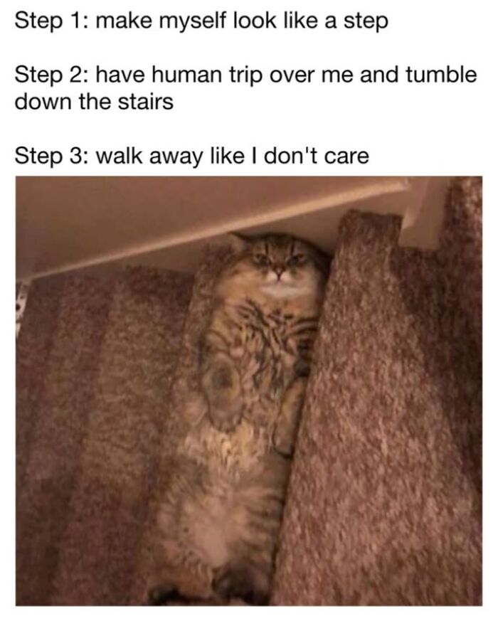 30 Hilarious Cat Memes From ‘Sovjet Cats’ That Perfectly Capture Feline Logic