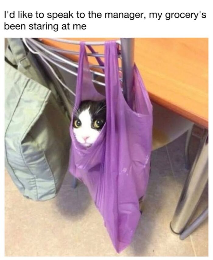 30 Hilarious Cat Memes From ‘Sovjet Cats’ That Perfectly Capture Feline Logic